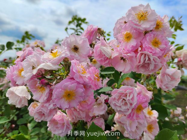 月季的文化世界，園林綠化的多彩花海(圖3)