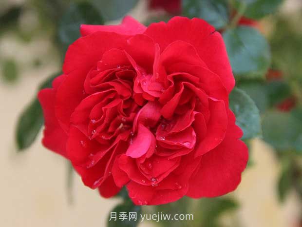 魯碩紅月季優(yōu)缺點(diǎn)分析，國月大藤本(圖1)