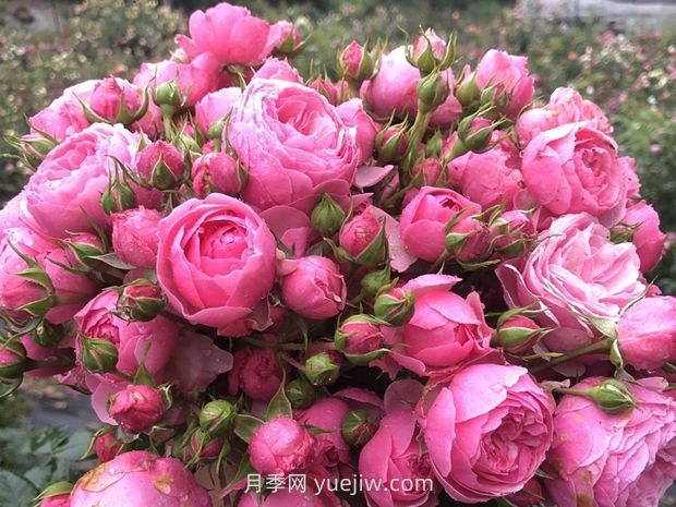 艾拉絨球月季的優(yōu)缺點是什么？(圖1)