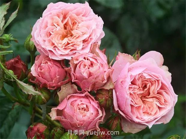 世霸月季的優(yōu)缺點(diǎn)是什么？(圖1)