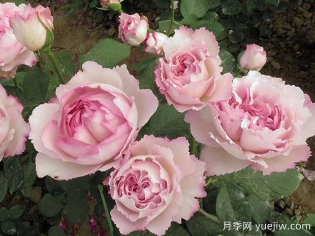 伊芙芳香催眠月季的優(yōu)缺點是什么？(圖1)