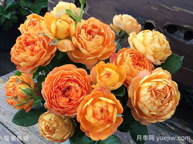 蜂蜜焦糖月季的優(yōu)缺點是什么？(圖1)