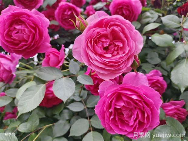 大游行和粉色達(dá)芬奇優(yōu)缺點是什么？(圖1)