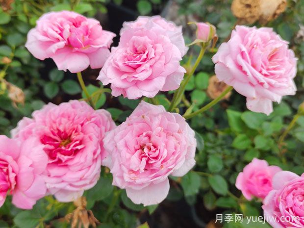 鈴之妖精月季的優(yōu)缺點是什么？(圖1)