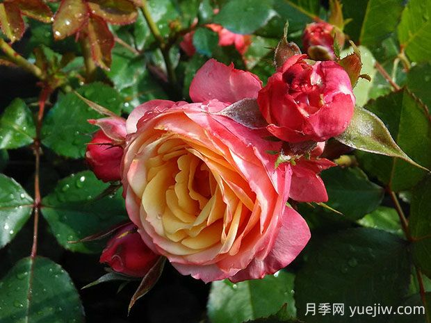 浪漫比克月季的優(yōu)缺點是什么？(圖1)