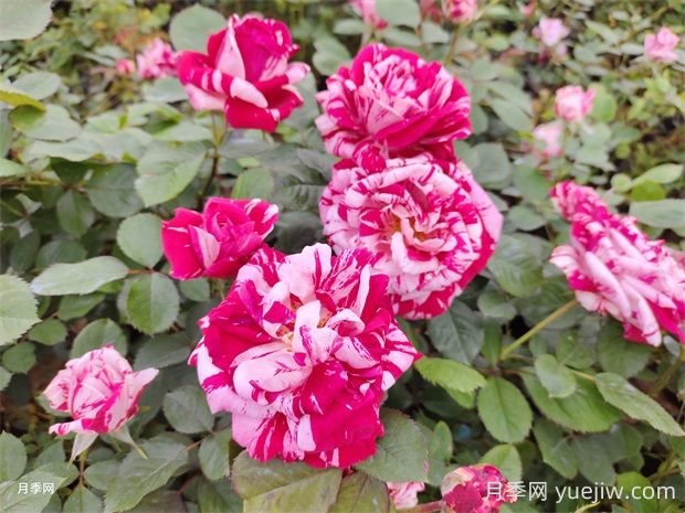 節(jié)日禮花月季的優(yōu)點(diǎn)有哪些？(圖1)