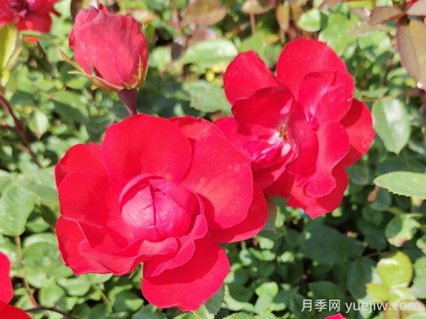 北京紅月季的優(yōu)缺點是什么？(圖1)