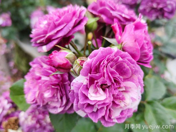 推薦6個值得入手的濃香大花月季品種(圖1)