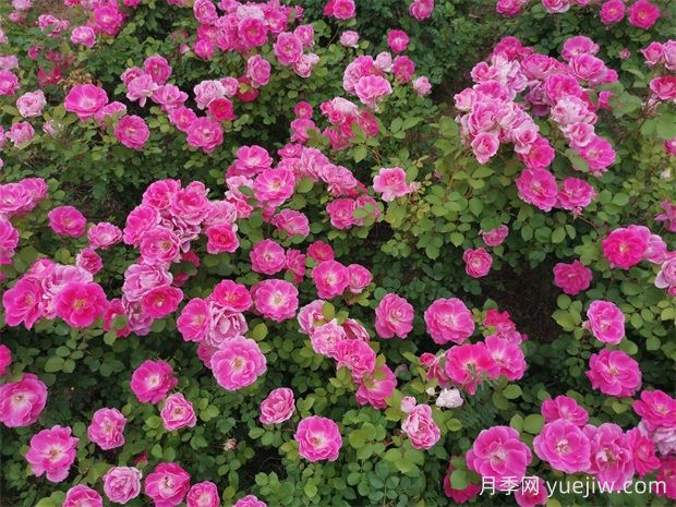月季文化，此花無(wú)日不春風(fēng)(圖3)