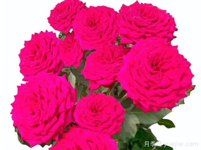 櫻桃愛(ài)人月季(圖1)