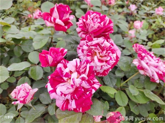 月季的夏季養(yǎng)護(hù)管理(圖1)