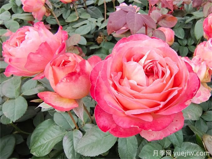 月季夏季養(yǎng)護(hù)，讓月季安全度夏的小秘訣(圖1)