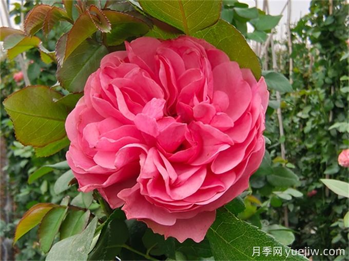 粉色達(dá)芬奇月季，花色迷人，耐熱耐寒(圖2)