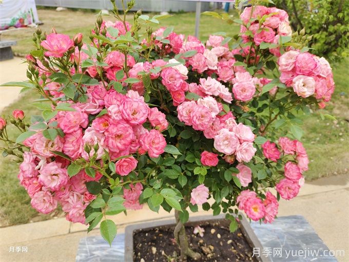 ?三角梅換成了月季花，原來養(yǎng)殖差距這么大(圖1)