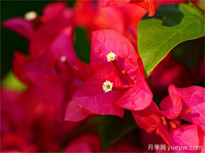 三角梅的養(yǎng)殖方法和注意事項(圖1)