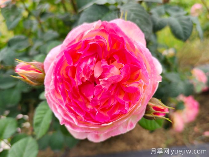 詹森月季是多季花，養(yǎng)護容易嗎？(圖1)