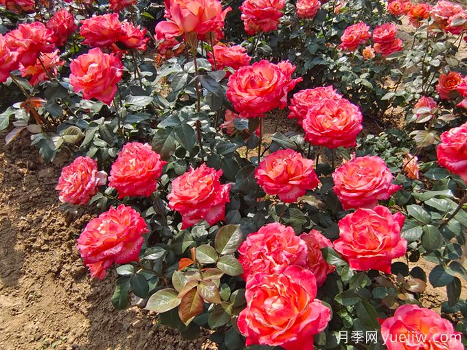 怎樣才能使月季花繁葉茂、株形美觀？(圖1)
