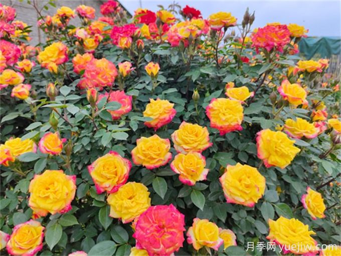 彩虹玫瑰的花語(yǔ)是什么？彩虹玫瑰的寓意和象征(圖1)