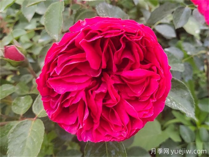 紅色龍沙寶石月季的養(yǎng)護辦法(圖1)