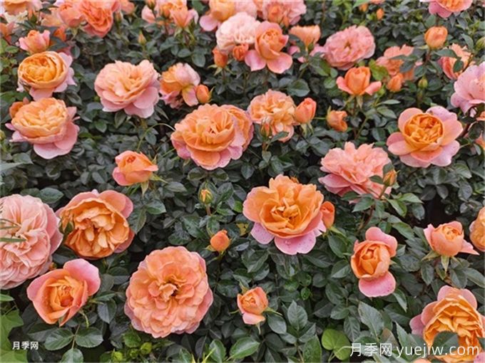 為什么一定要養(yǎng)果汁陽臺月季花？有何魅力(圖2)