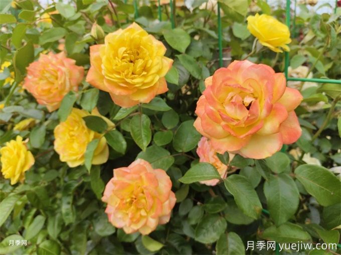 十堰7萬(wàn)余株月季控花期綻放，迎世界武當(dāng)太極大會(huì)(圖2)