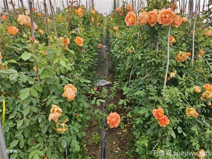 北方不同園林植物，秋季修剪時(shí)的修剪方法有什么不同？(圖2)