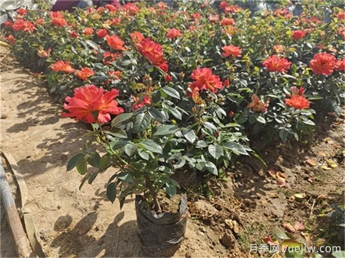 北方不同園林植物，秋季修剪時(shí)的修剪方法有什么不同？(圖3)