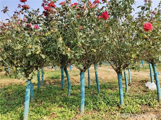 春秋兩季移植月季樹樁，哪個(gè)成活率更高？(圖1)