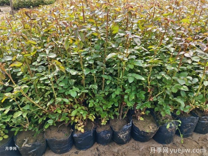 月季修剪過后馬上施肥，對促發(fā)筍芽很重要(圖1)