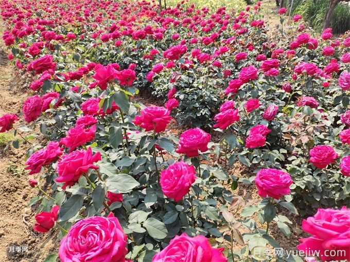 大花月季選苗和種植，如何打造大花月季花園？(圖5)
