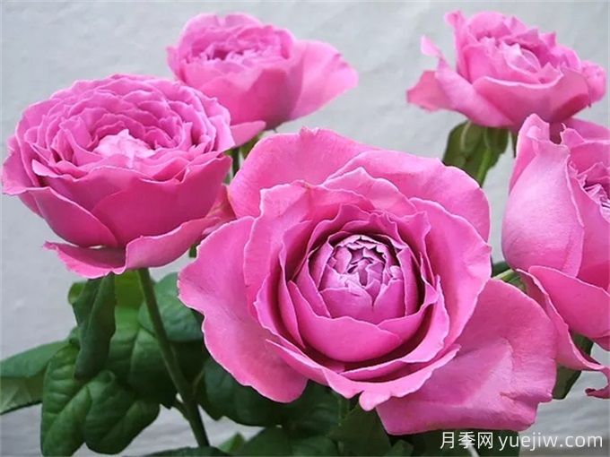 懷舊優(yōu)雅月季，濃香抗病的大花月季(圖1)