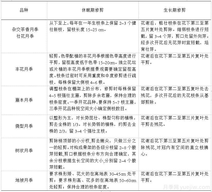 石家莊月季栽培養(yǎng)護技術(shù)規(guī)程(圖4)