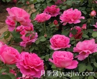 中國(guó)自育月季品種：雜種香水月季(圖51)