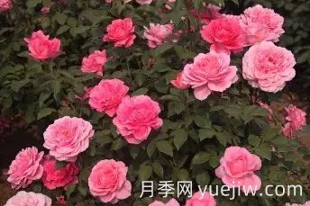 中國(guó)自育月季品種：雜種香水月季(圖62)
