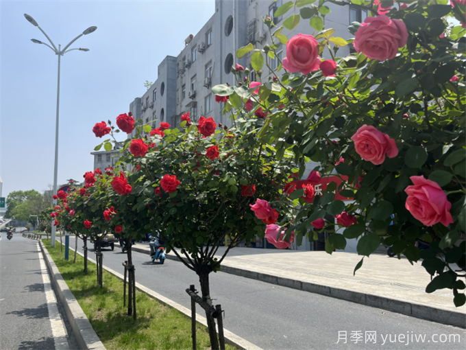 合肥樹狀月季大道，大朵月季扮靚城市風景(圖2)