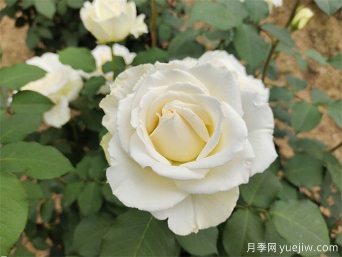100個月季品種匯總，朋友你了解幾個？(圖3)