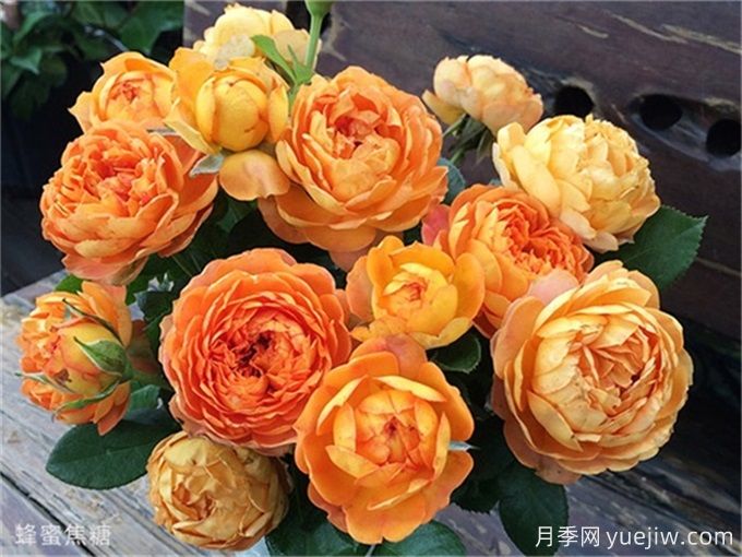 100個月季品種匯總，朋友你了解幾個？(圖13)