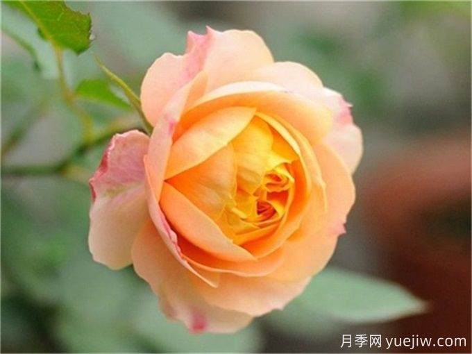100個月季品種匯總，朋友你了解幾個？(圖5)