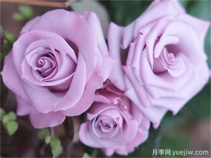 100個月季品種匯總，朋友你了解幾個？(圖7)