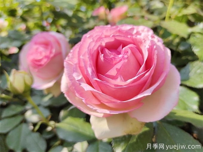 100個月季品種匯總，朋友你了解幾個？(圖12)