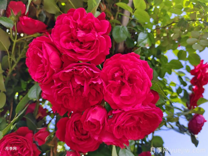 實(shí)用的養(yǎng)花技巧，適合養(yǎng)殖月季花(圖1)