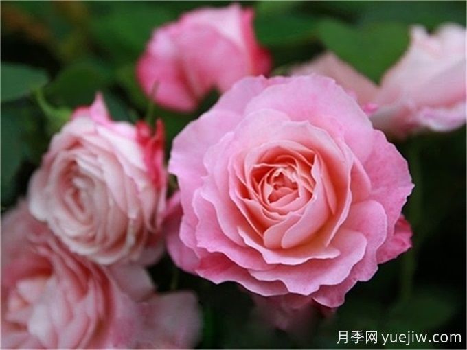 沒(méi)院子不能養(yǎng)月季花？小型月季照樣美爆陽(yáng)臺(tái)！(圖4)