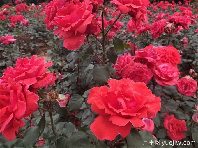 月季花的詳細(xì)介紹，月季花對(duì)人體有哪些好處呢？(圖1)