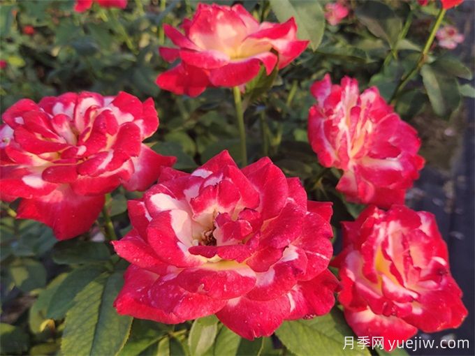 紅雙喜月季，香氣迷人的大花花園月季(圖2)