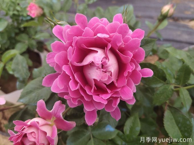 夢幻褶邊月季，花量大會變色的藤本月季品種(圖1)