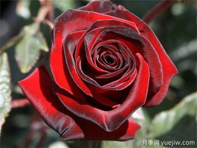 花店必備80種玫瑰花，開始認(rèn)識多色切花月季(圖1)