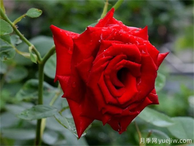 花店必備80種玫瑰花，開始認(rèn)識多色切花月季(圖2)