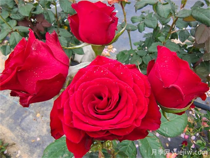 花店必備80種玫瑰花，開始認(rèn)識多色切花月季(圖4)