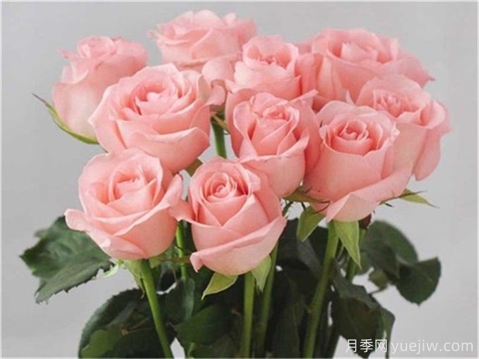花店必備80種玫瑰花，開始認(rèn)識多色切花月季(圖5)