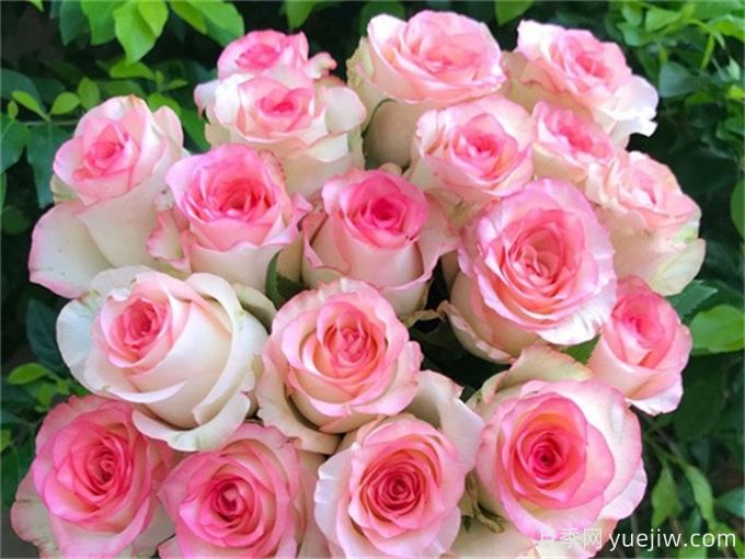 花店必備80種玫瑰花，開始認(rèn)識多色切花月季(圖7)